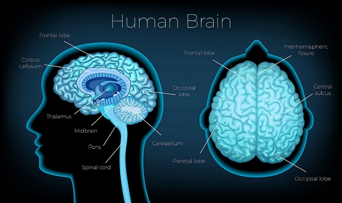 Qué son las redes neuronales tipos y funciones